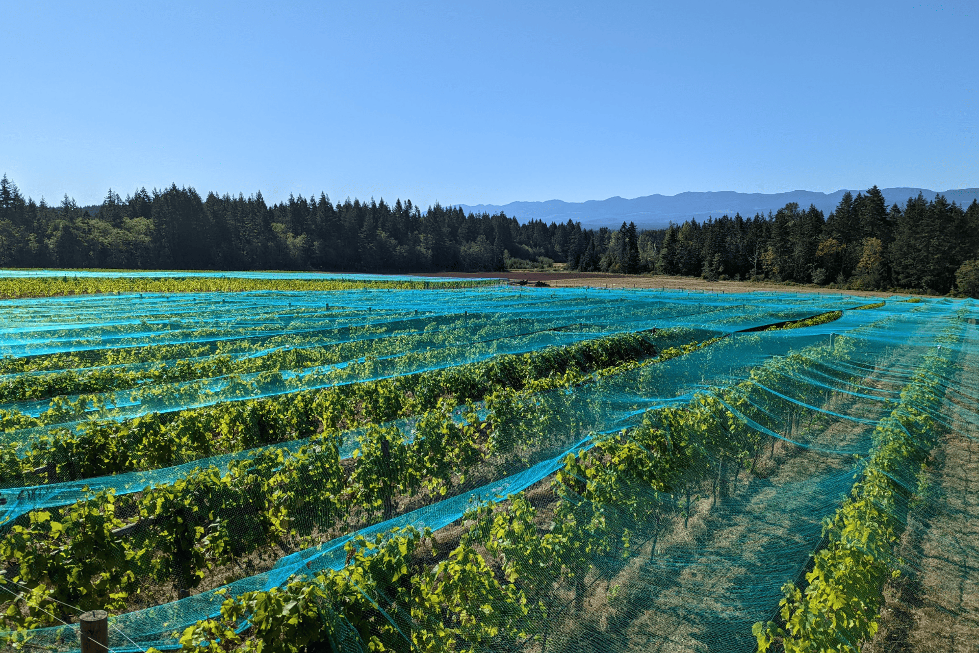 Vineyard rows at Beaufort Winery in the Comox Valley